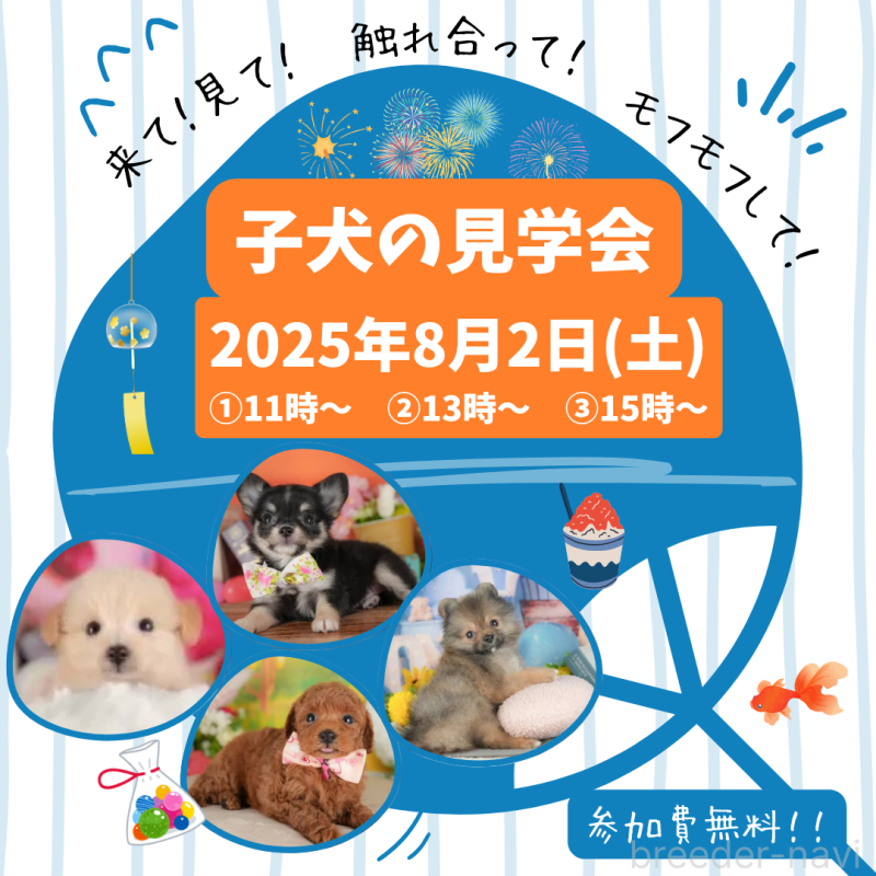販売中の栃木県のビションプー:ビションフリーゼ×トイプードル-401301の3枚目